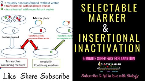 Selectable Marker: Definition || How Selectable Marker helps in selection of recombinant ...