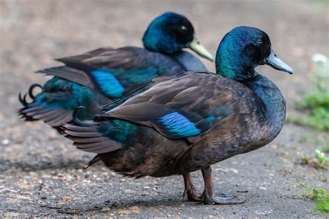 Cayuga Duck: Shiny Green Beauties