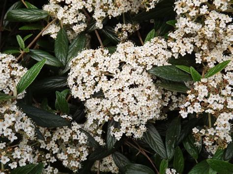 Viburnum 'Pragense' - Prague viburnum | The Dawes Arboretum