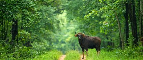 Barnawapara Wildlife Sanctuary (Chhattisgarh) Weekend Safari