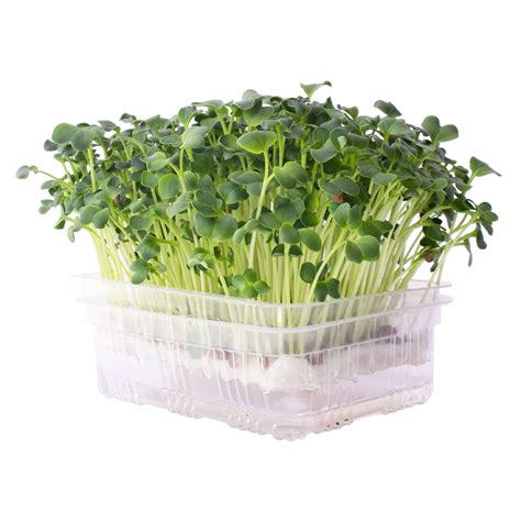 Re-usable Self-Watering Mini Microgreens Growing Trays - 10 Trays - For ...