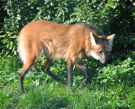 ZOOTOGRAFIANDO (MI COLECCIÓN DE FOTOS DE ANIMALES): LOBO DE CRIN / MANED WOLF (Chrysocyon ...