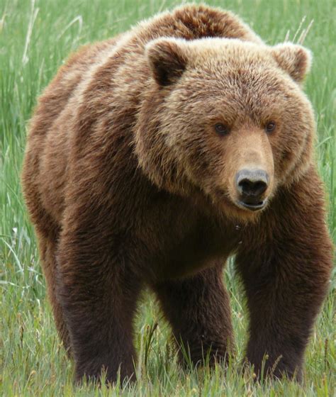 Grizzly Bear Basic Facts And New Pictures | The Wildlife