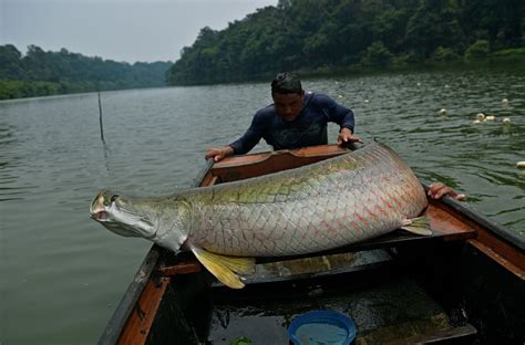 Arapaima, A Predatory Fish Native To The Amazon, Washes Up On Shore Of ...