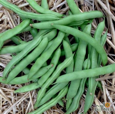 How to Plant White Half Runner Beans? - Plant Judo