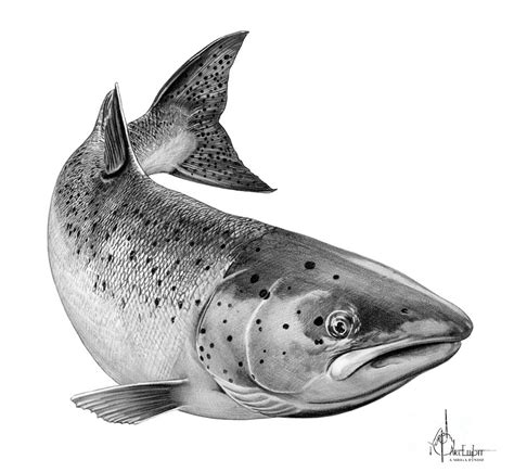 Salmon Drawing at PaintingValley.com | Explore collection of Salmon Drawing