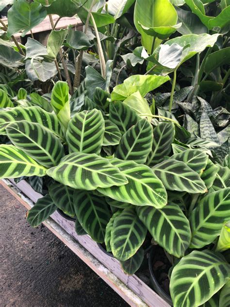 39 Stunning Calathea Varieties to Take Your Breath Away