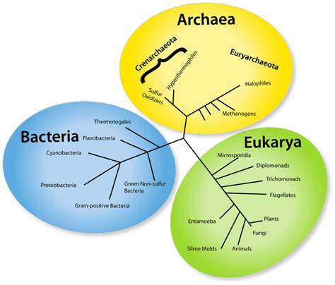 Domains and Kingdoms - Kurt's Biology