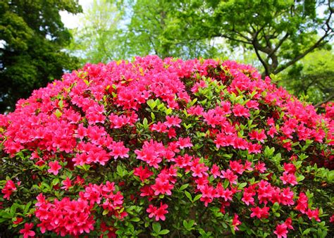 The Best Flowering Shrubs for Florida Landscapes