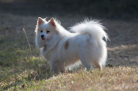 Spitz japonais | Chiens | Informations sur les races | Omlet