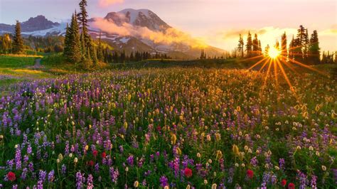 Sunrise Meadow Wallpapers - 4k, HD Sunrise Meadow Backgrounds on ...