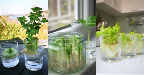 25 Foods You Can Re-Grow Yourself from Kitchen Scraps - DIY & Crafts