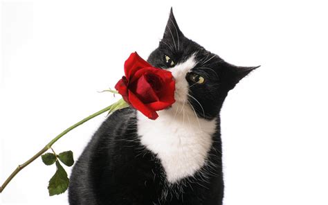 Beautiful Cat and Red Rose - Cats Wallpaper (16155680) - Fanpop