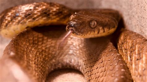 Money released to help combat brown tree snake