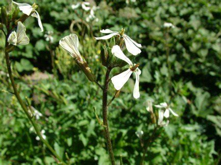 Arugula Flowers - The CobraHead Blog