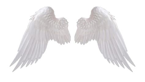 White Wings PNG Clipart | PNG All