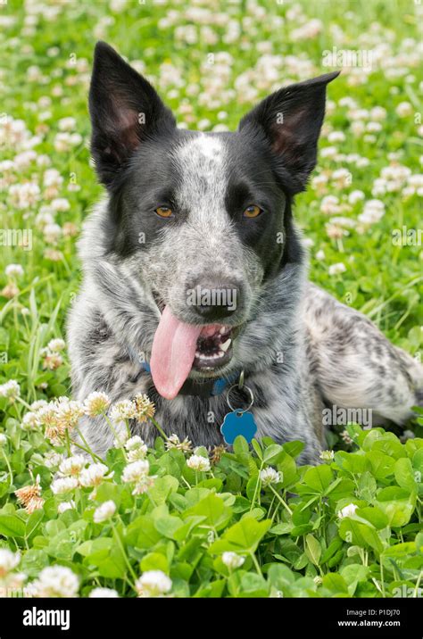 Blue heeler cattle dog hi-res stock photography and images - Alamy