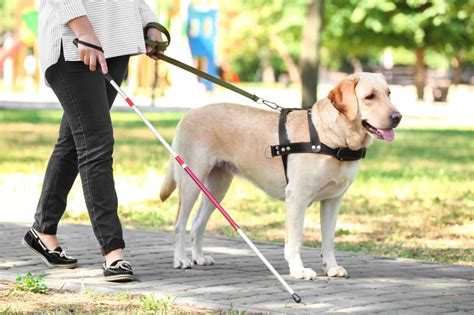 Conheça a história do cão-guia para cegos - seu.dog