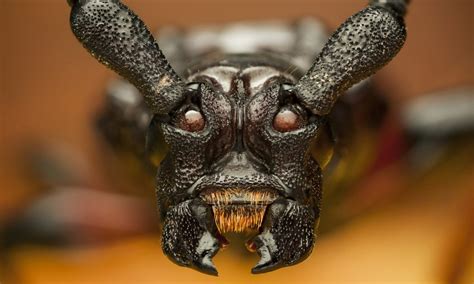 Up close and personal - amazing new pictures reveal the 'devil beetle ...