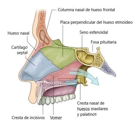 Fosas Nasales Anatomia Y Fisiologia Humana Anatomia Anatomia Dental – Themelower