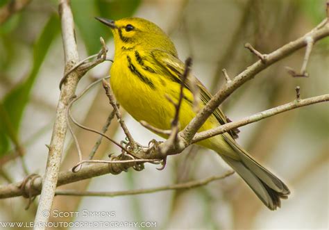 Prairie Warbler at Wekiwa Springs, 4/11/2013 | Focusing on Wildlife