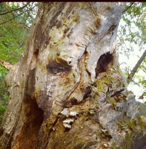 Amazing Nature, Weird Trees, Enchanted Tree, Tree People, Twisted Tree, Tree Faces, Old Trees ...