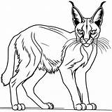 Caracal Outline Sketch coloring page Lulu Pages sketch template
