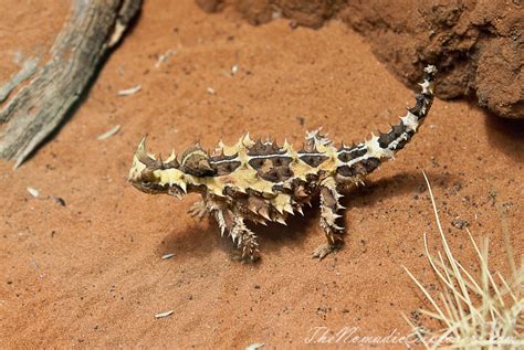 Darwin to Adelaide 2015. Day 4. Alice Springs Desert Park | The Nomadic ...