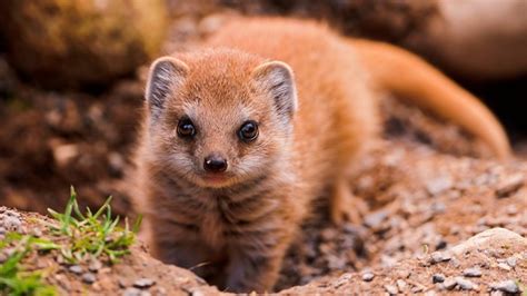 The Mongoose - Snake Killers as Pets - Pets Cute and Docile