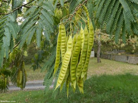 Plant of the Month: Monkeypod Trees