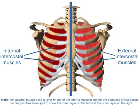 Intercostal Muscles | MedGuidance