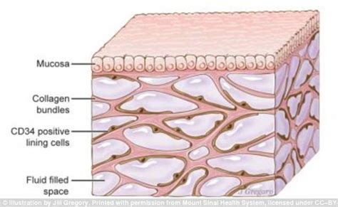 The Interstitium: Scientists discover new organ that spans throughout ...