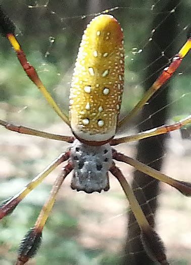 Giant Banana Spider Bite