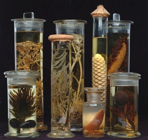 Half The World's Museum Specimens Are Wrongly Labeled, But Who Is To Blame?