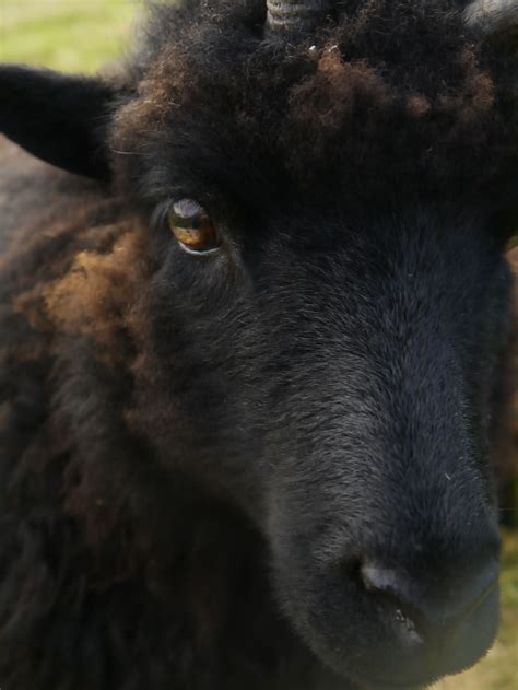 Hebridean sheep. | Farm life, Animals, Sheep