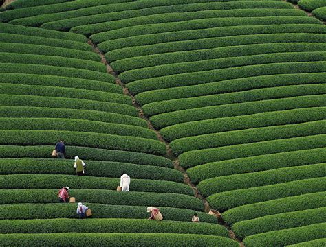 Tea-picking Season Arrives at World’s Highest Plantation – Tibet Train Blog