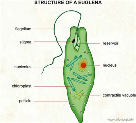 Structure & Function - Euglena