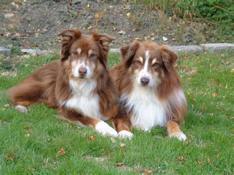 63+ Australian Red Merle Shepherds - l2sanpiero