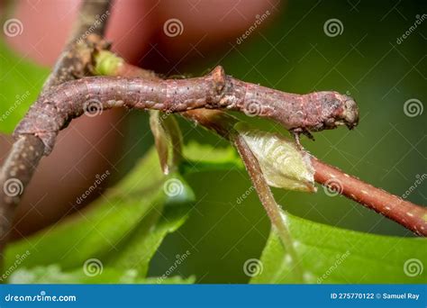 Caterpillar Of Geometer Moth Geometridae; Order Lepidoptera Stock Image ...