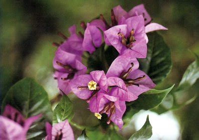 90 Bougainvillea Varieties