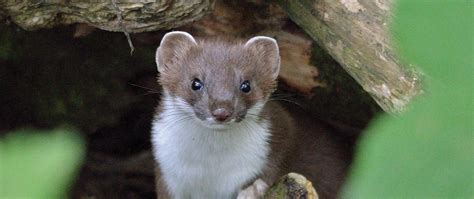 Stoat | The Vincent Wildlife Trust