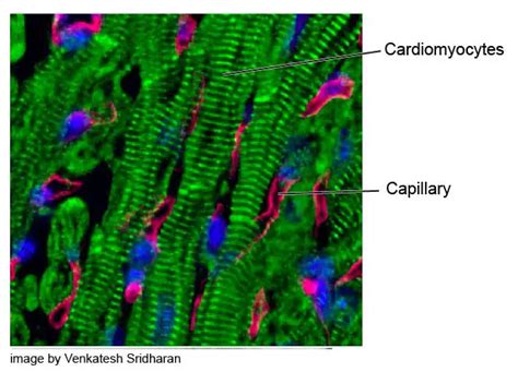 Cardiomyocytes (Cardiac Muscle Cells) - Structure, Function, Cell Biology and Histology