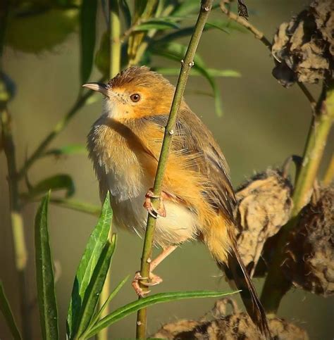 Rattling Cisticola (Cisticola chiniana) - a species of bird in the ...