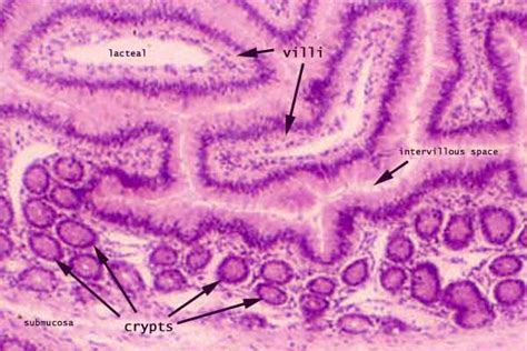 Histology at SIU