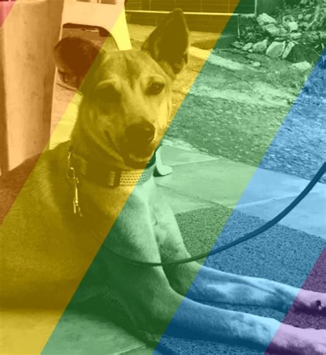 Shelter Dogs From PAWS Joined the Metro Manila Pride March - When In Manila