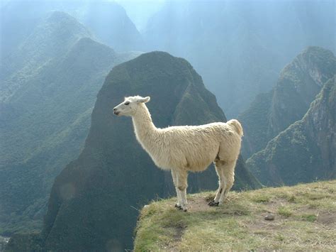 File:Lama (1).png - Wikimedia Commons