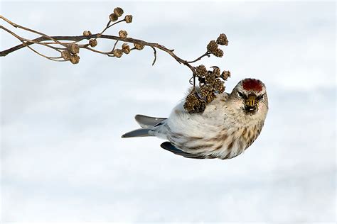 Bird Migration: Birds of the Pacific Flyway