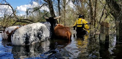 Animals Recover in Aftermath of Devastating Hurricane Ian - American ...