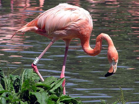 Flamingo Archives - Animal Facts For Kids | Wild Facts