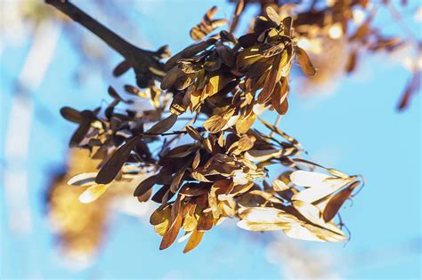 Maple seeds Photograph by Nikola Cvetkovic